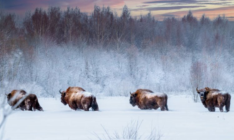 European bison in Poland. Source: Evengii Panov, via Shutterstock.